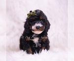 Puppy Peanut Poodle (Miniature)