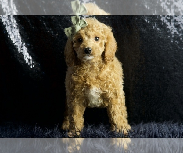 Medium Photo #72 Cavapoo Puppy For Sale in WARSAW, IN, USA