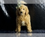 Small Photo #72 Cavapoo Puppy For Sale in WARSAW, IN, USA