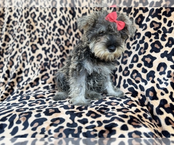 Medium Photo #6 Schnauzer (Miniature) Puppy For Sale in LAKELAND, FL, USA