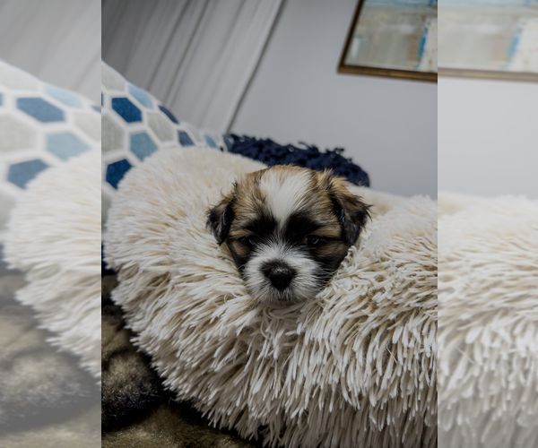 Medium Photo #15 Zuchon Puppy For Sale in CLERMONT, FL, USA