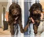 Small Photo #59 Golden Mountain Doodle  Puppy For Sale in REYNOLDSBURG, OH, USA