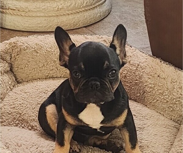 Medium Photo #2 French Bulldog Puppy For Sale in CAPE CORAL, FL, USA