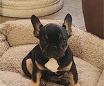Small #1 French Bulldog