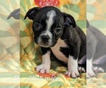 Small Photo #3 Faux Frenchbo Bulldog Puppy For Sale in CLARE, IL, USA