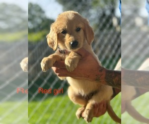 Golden Retriever Puppy for Sale in POWELL, Tennessee USA