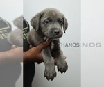 Puppy Thanos Cane Corso