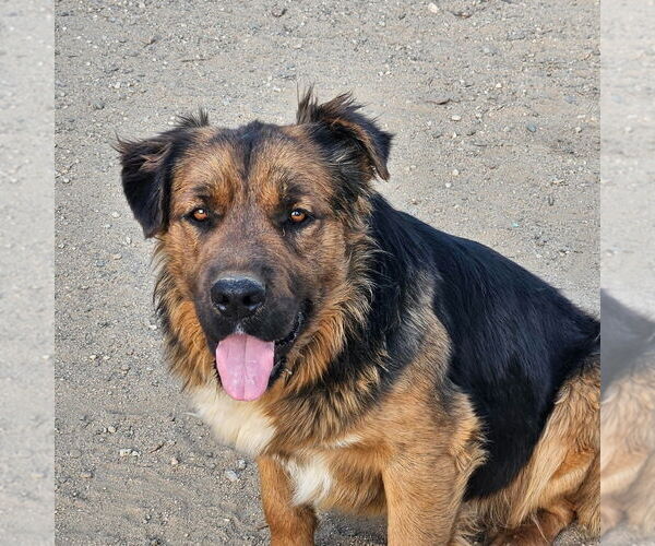 Medium Photo #3 Mutt Puppy For Sale in Lake Forest, CA, USA