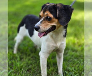 Sour Patch - Female Beagle Dog for Adoption - Photo #3