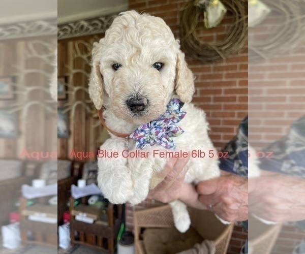 Medium Photo #2 Pyredoodle Puppy For Sale in ANSONIA, OH, USA