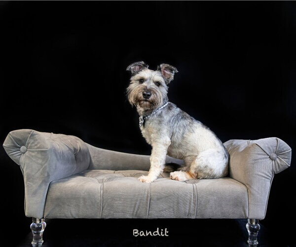 Medium Photo #2 Mutt Puppy For Sale in Hot Springs Village, AR, USA