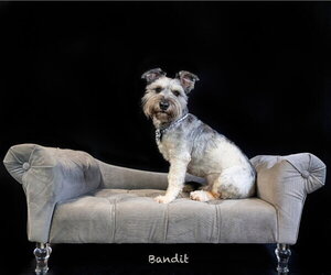 Bandit - Male Mutt Dog for Adoption - Photo #2