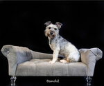 Small Photo #2 Mutt Puppy For Sale in Hot Springs Village, AR, USA