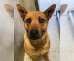 Small German Shepherd Dog
