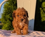 Small #3 Poodle (Miniature)