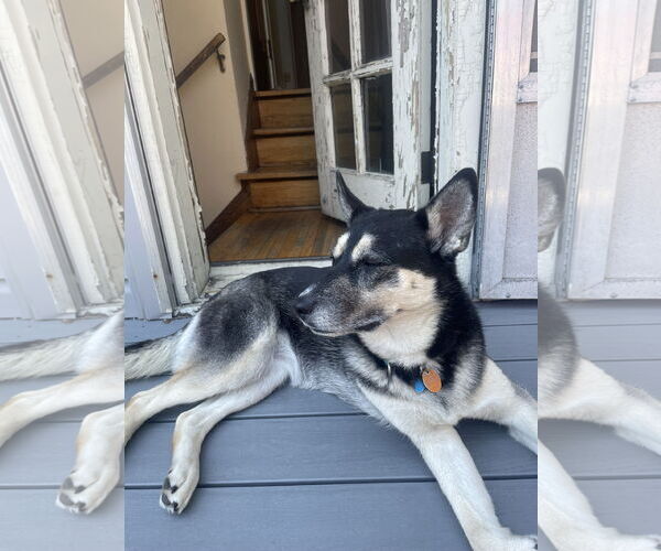 Medium Photo #27 Siberian Husky-Unknown Mix Puppy For Sale in Minneapolis, MN, USA