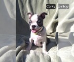 Puppy Corky Boston Terrier
