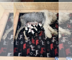 Old English Sheepdog Puppy for sale in HAYFIELD, MN, USA