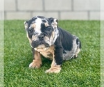 Small #21 English Bulldog