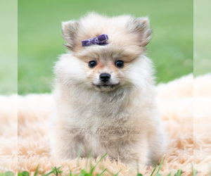 Medium Pomeranian