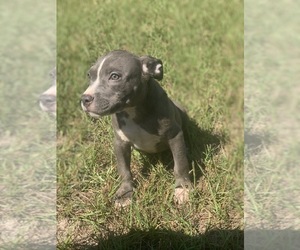 American Bully Dog for Adoption in FAYETTEVILLE, North Carolina USA