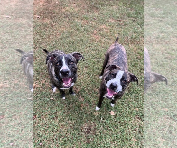 Medium Photo #7 American Staffordshire Terrier-German Shepherd Dog Mix Puppy For Sale in McDonough, GA, USA