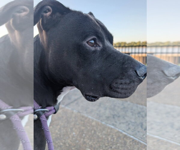 Medium Photo #3 Mutt Puppy For Sale in Evansville, IN, USA