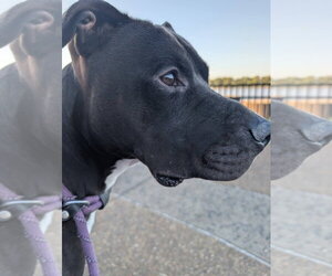 Cheeseburger - Male Mutt Dog for Adoption - Photo #3