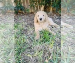 Small #10 Poodle (Standard)