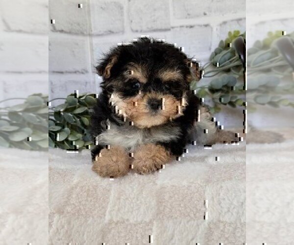Medium Photo #15 Morkie Puppy For Sale in MIAMI BEACH, FL, USA
