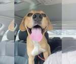 Small #4 Labrador Retriever Mix