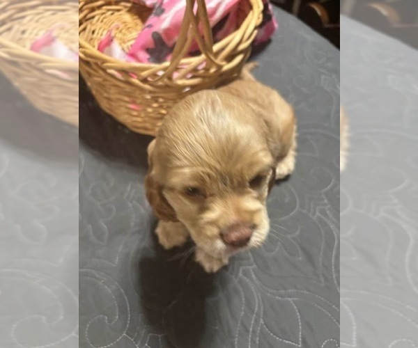Medium Photo #1 Cockalier Puppy For Sale in COLBERT, GA, USA