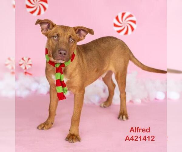 Medium Photo #1 Rhodesian Ridgeback-Unknown Mix Puppy For Sale in Conroe, TX, USA