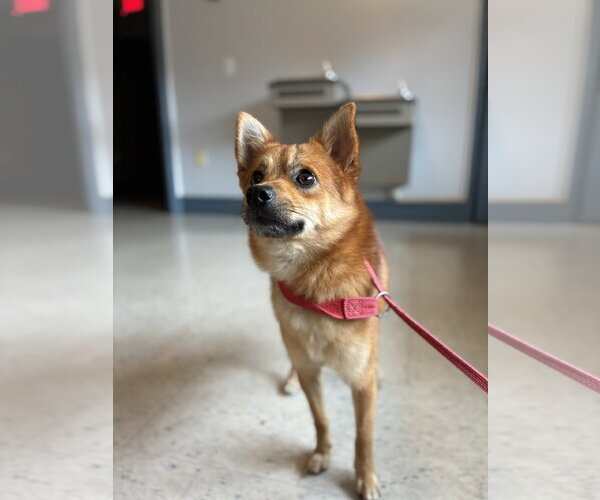 Medium Photo #2 Chiranian Puppy For Sale in Raleigh, NC, USA