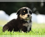 Small Photo #1 Australian Shepherd Puppy For Sale in OZARK, AR, USA