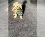 Small Photo #3 Maltipoo-Morkie Mix Puppy For Sale in BROWN DEER, WI, USA