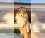 Puppy Lisa Marie Pomeranian