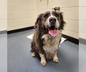 Australian Shepherd-Unknown Mix Dogs for adoption in Denver, CO, USA