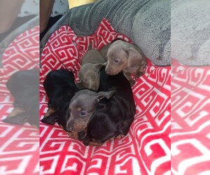 Dachshund Puppy for sale in NORTHPORT, AL, USA