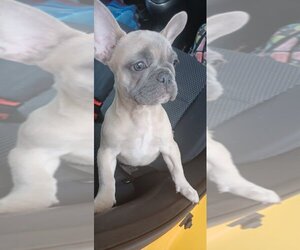 French Bulldog Puppy for sale in TAMPA, FL, USA