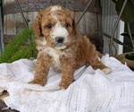 Small Photo #49 Cavapoo Puppy For Sale in GOSHEN, IN, USA