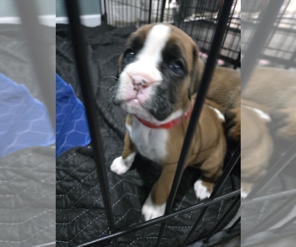 Medium Photo #6 Boxer Puppy For Sale in GALLOWAY, NJ, USA