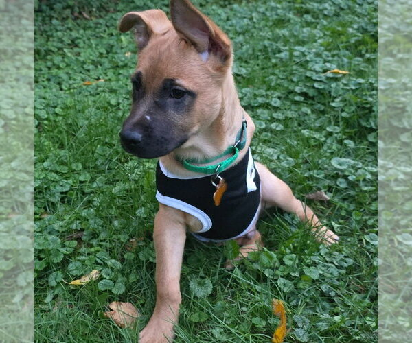Medium Photo #6 German Shepherd Dog-Unknown Mix Puppy For Sale in Minneapolis, MN, USA
