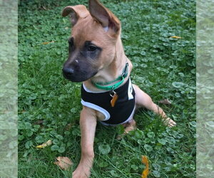 Frogger - Male German Shepherd Dog-Unknown Mix Dog for Adoption - Photo #6
