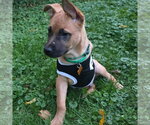 Small Photo #6 German Shepherd Dog-Unknown Mix Puppy For Sale in Minneapolis, MN, USA