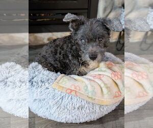 Gary - Male Maltese-Unknown Mix Dog for Adoption - Photo #4
