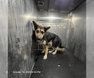 German Shepherd Dog-Unknown Mix Dogs for adoption in San Antonio, TX, USA