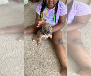 American Bully Puppy for sale in JACKSON, MS, USA