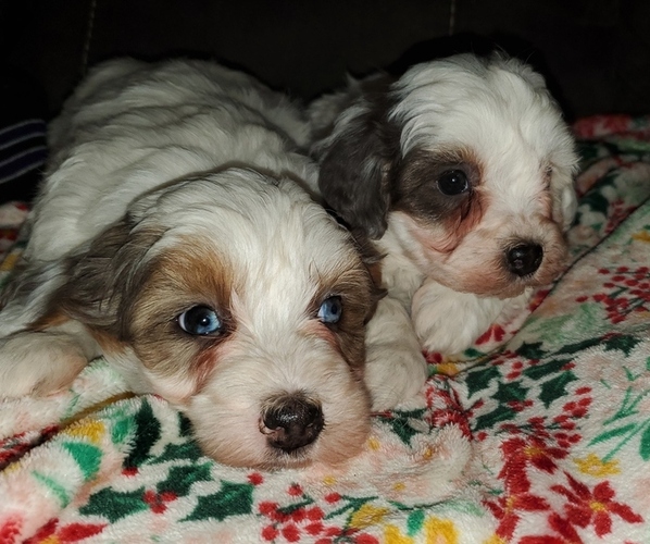 Medium Photo #11 Bernedoodle (Miniature) Puppy For Sale in LEETONIA, OH, USA