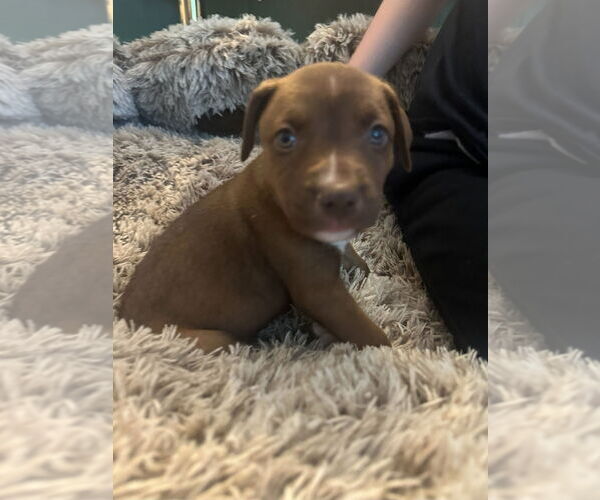 Medium Photo #4 American Staffordshire Terrier-Siberian Husky Mix Puppy For Sale in Chester, VA, USA